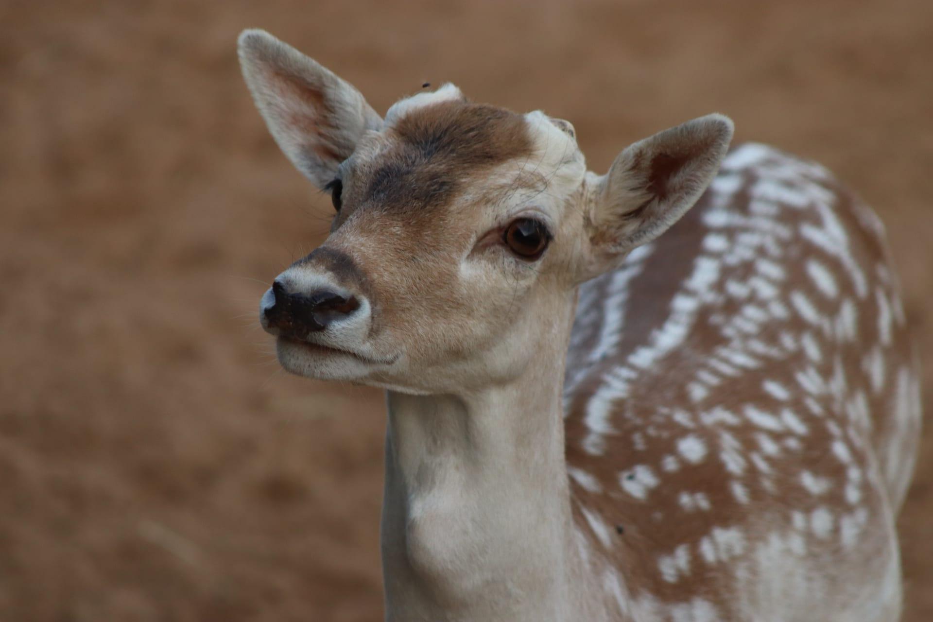 Spotted Deer