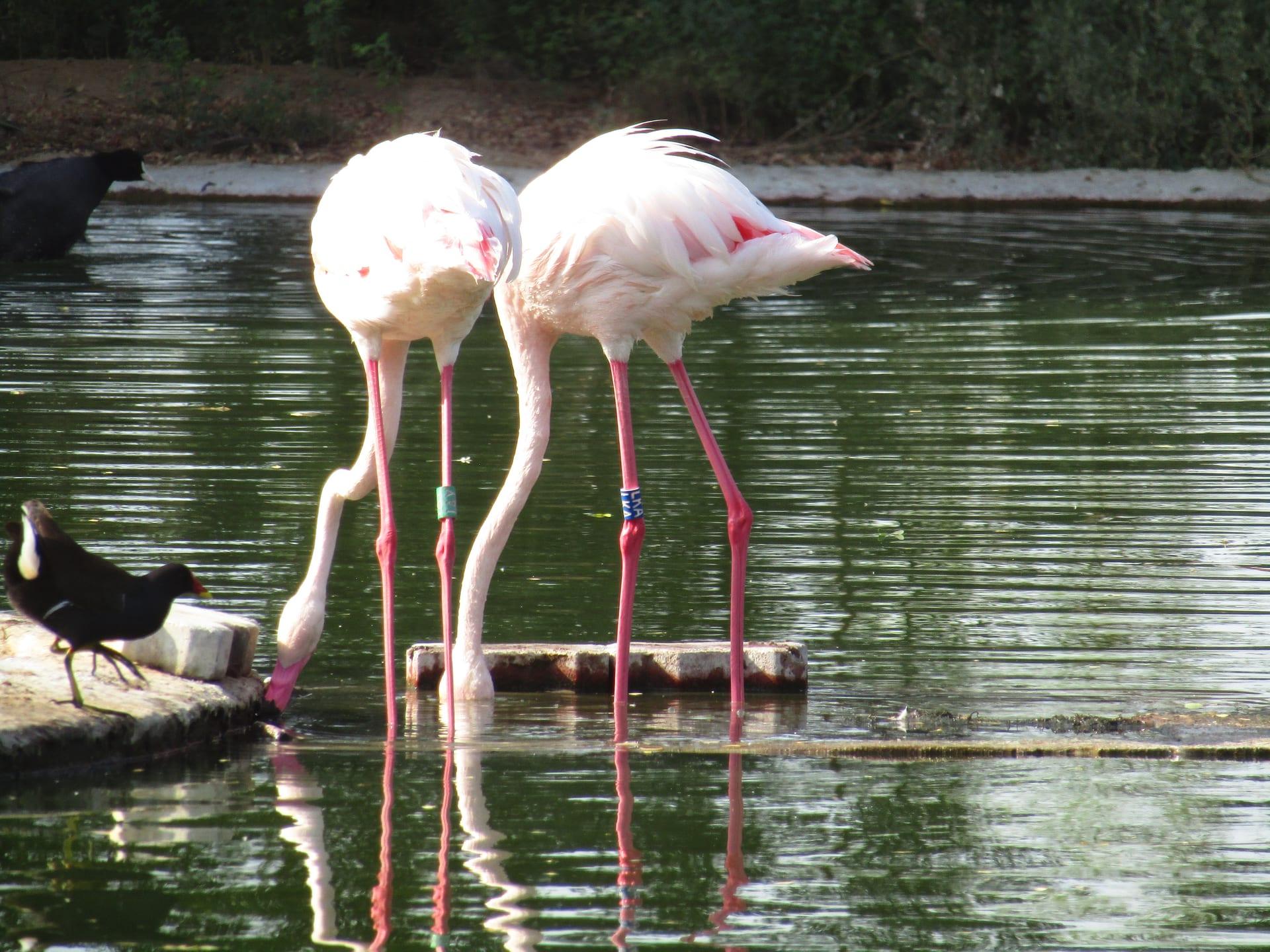 Flamingos at Feed