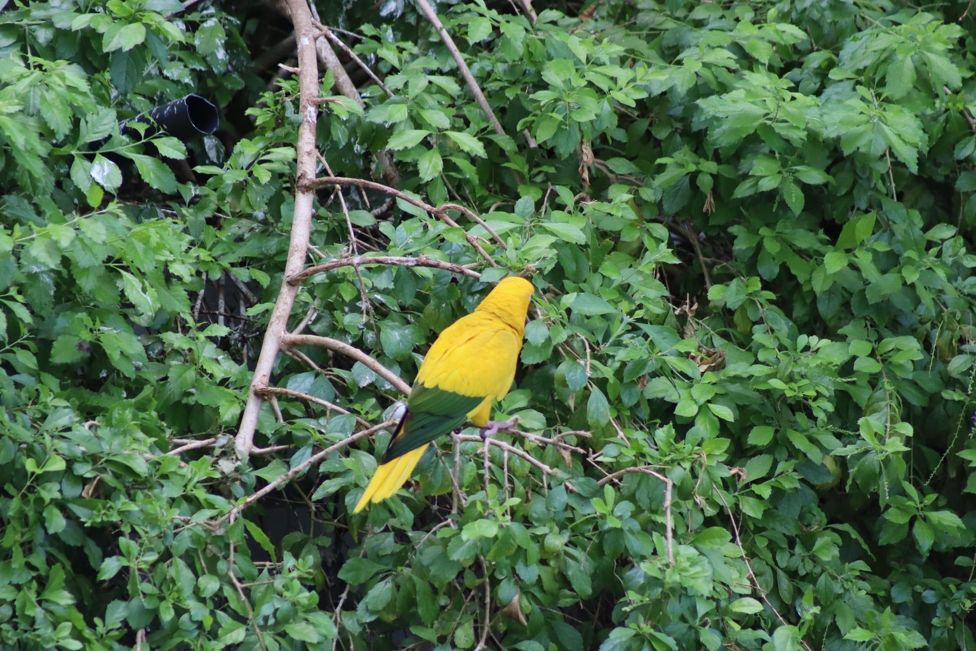 Sun Conure