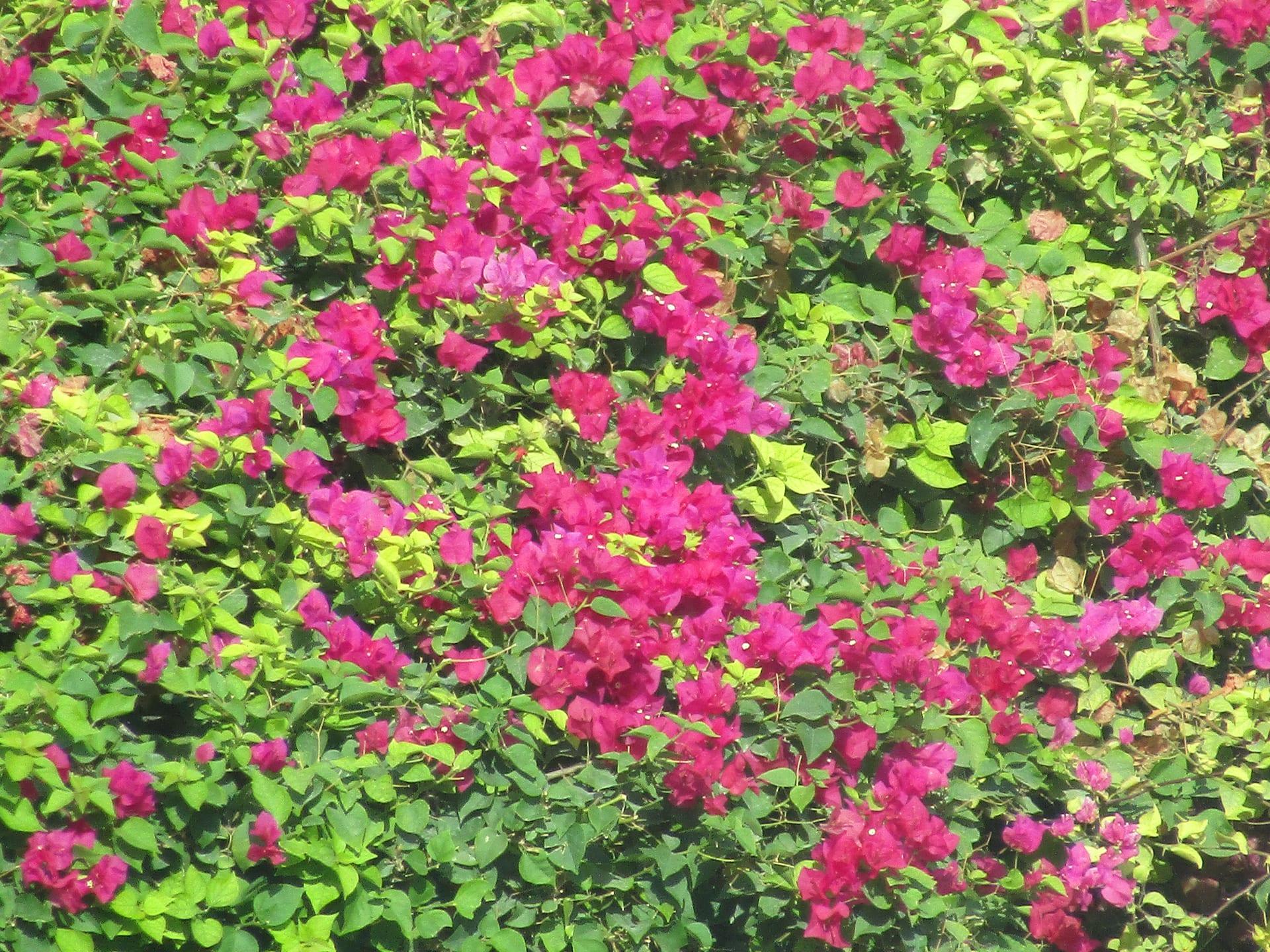 Magenta Cascade