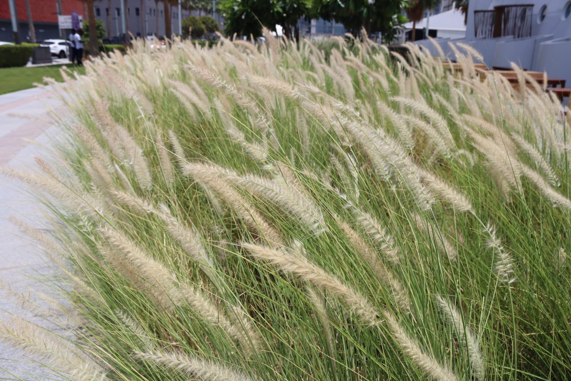 Feather Grass