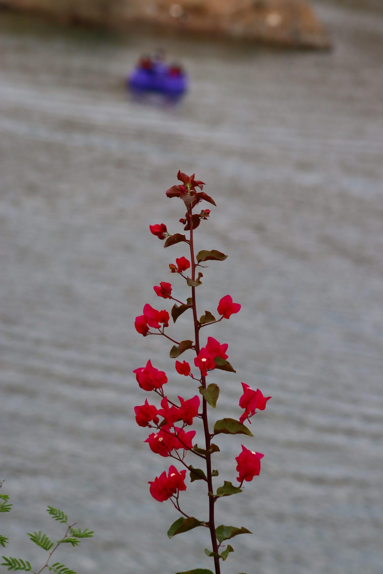 Red Bougainvillea